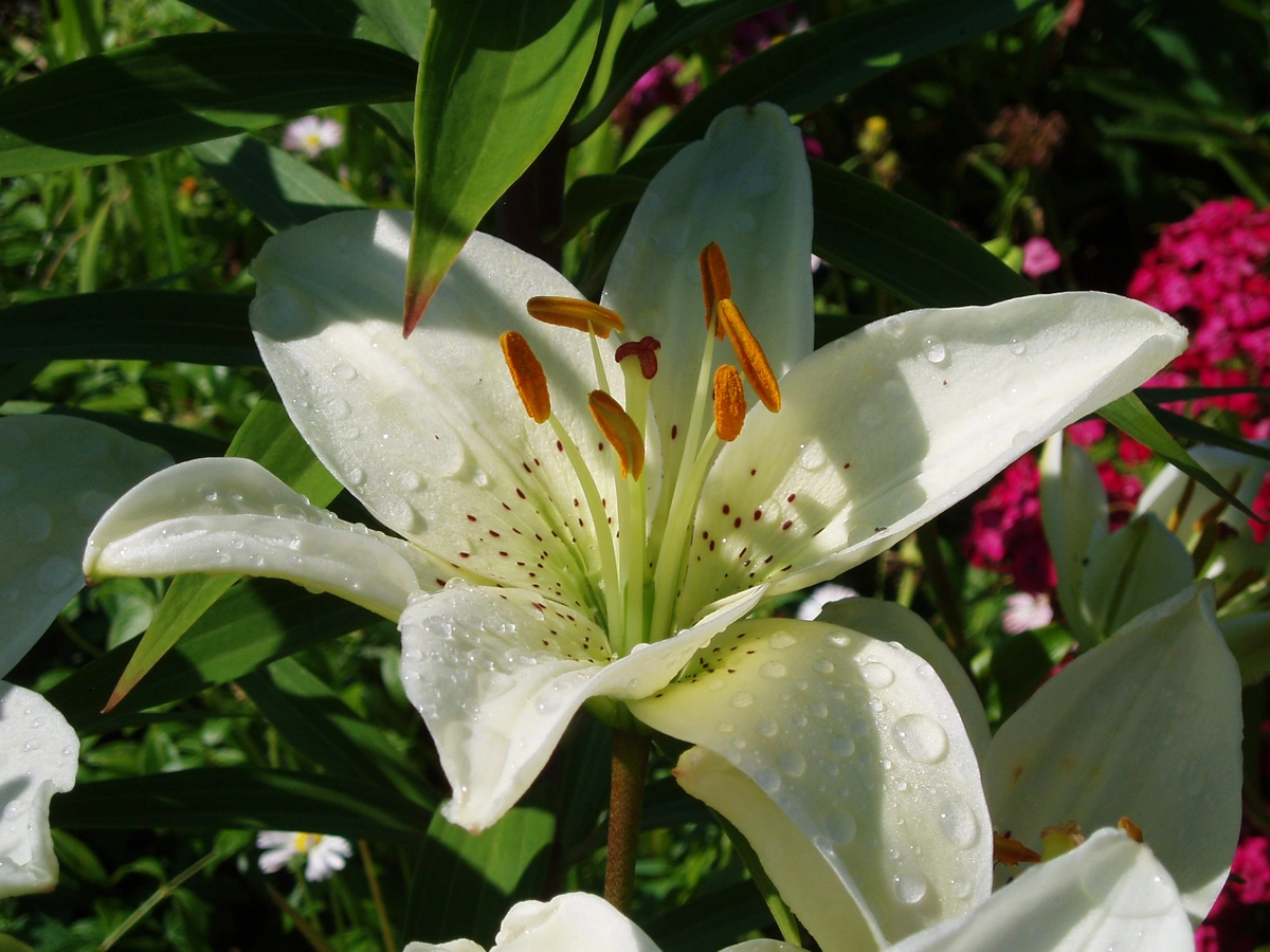 Лилия Азиатская Sancerre Лилия Азиатская Sancerre