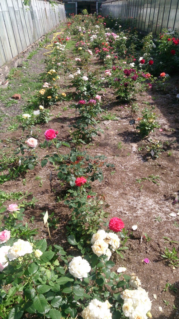 DSC_5078.jpg DSC_5078.jpg