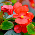 Бегония вечноцветущая зеленолистная Монза Скарлет