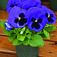 Виола крупноцветковая Маммот Блу-ти-фул
