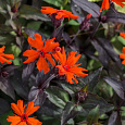 Лихнис (Зорька) Аркрайта Orange Zwerg