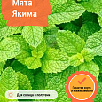 Мята Якима