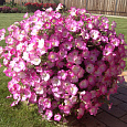 Петуния ампельная Опера Пинк Морн
