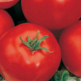 Томат Эффект