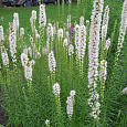 Лиатрис колосковый Альба