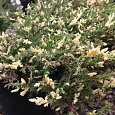 Можжевельник горизонтальный Variegata
