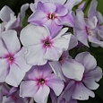 Флокс Метельчатый Седая Нева