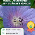 Герань (Аистов клюв) гималайская Baby Blue Герань (Аистов клюв) гималайская Baby Blue
