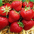 Земляника садовая Магнус Земляника садовая Магнус