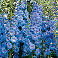 Дельфиниум (живокость) культурный Голубое Кружево