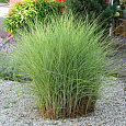 Мискантус китайский Монинг Лайт