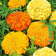 Бархатцы прямостоячие Махровые смесь окрасок