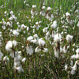 Пушица узколистная Пушица узколистная