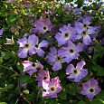 Клематис крупноцветковый Монинг Скай Клематис крупноцветковый Монинг Скай