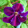 Клематис крупноцветковый Тучка Клематис крупноцветковый Тучка