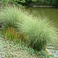 Мискантус китайский Монинг Лайт