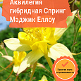 Аквилегия гибридная Спринг Мэджик Еллоу Аквилегия гибридная Спринг Мэджик Еллоу