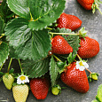 Земляника садовая Элеганс Земляника садовая Элеганс