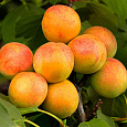 Абрикос обыкновенный Хабаровский Юбилейный