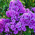 Флокс друммонда Промис лиловый Флокс друммонда Промис лиловый