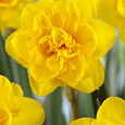 Нарцисс махровый Хендра