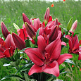 Лилия азиатская Ред Каунти