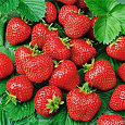 Земляника садовая Хоней