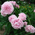 Пион молочноцветковый Lady Orchid Пион молочноцветковый Lady Orchid