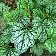 Гейхера Гибридная Mint Frost