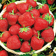 Земляника садовая Эльвира Земляника садовая Эльвира