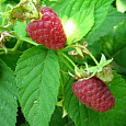 Малина ремонтантная Бабье лето 2 Малина ремонтантная Бабье лето 2