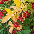 Барбарис оттавский Indian Summer