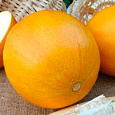 Дыня  Таманская Дыня  Таманская