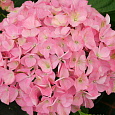 Гортензия крупнолистная Belle Seduction