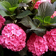 Гортензия крупнолистная Forever ever red Гортензия крупнолистная Forever ever red