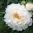 Пион травянистый Гардения