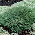 Можжевельник виргинский Blue Cloud Можжевельник виргинский Blue Cloud