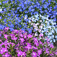 Лобелия прямостоячая Ривьера Микс