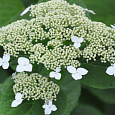 Гортензия древовидная White Dome Гортензия древовидная White Dome